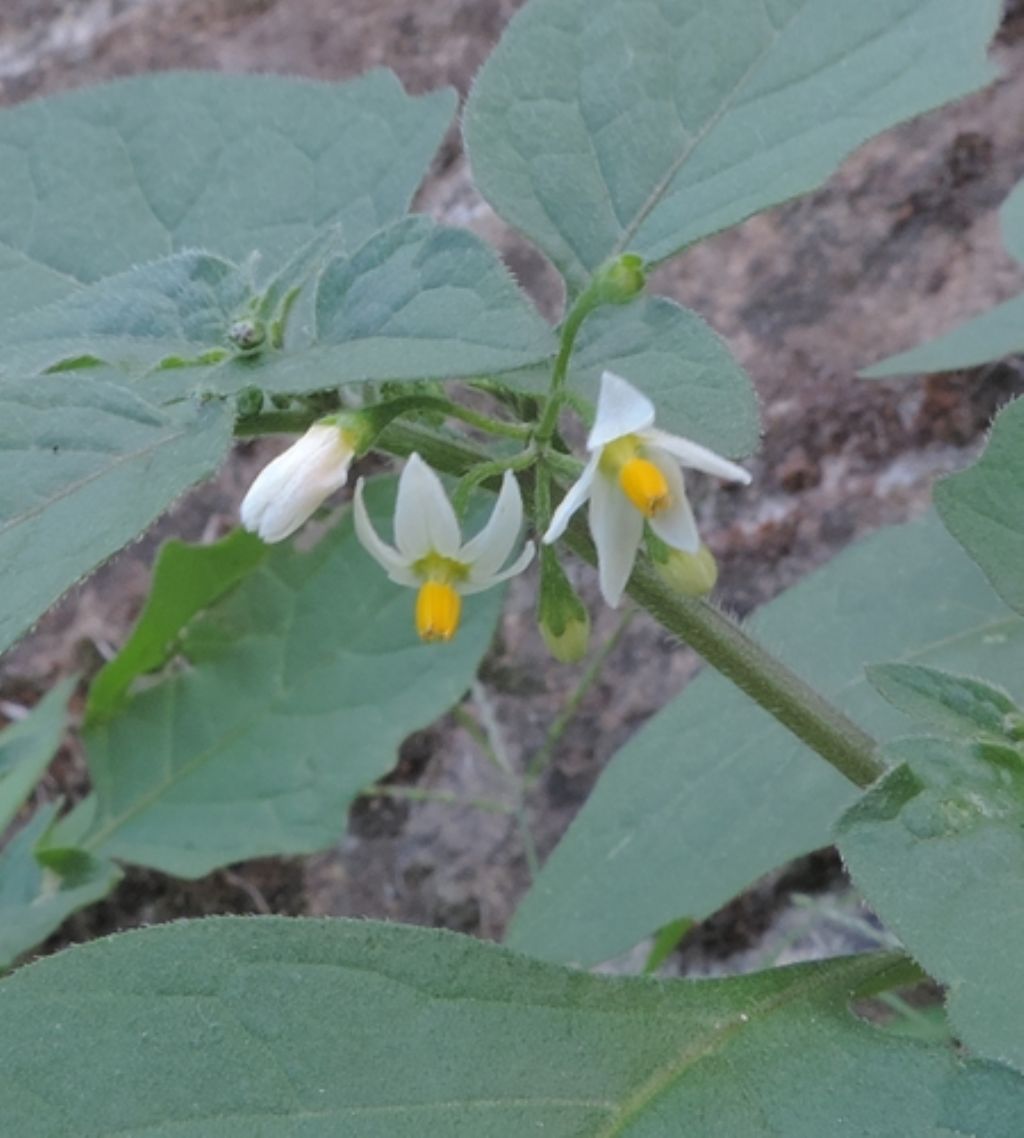 Ruderale: Ssolanum?    S,  Solanum cfr. nigrum